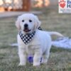 Image of Storm, a Golden Retriever puppy