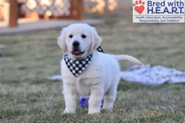 Image of Storm, a Golden Retriever puppy