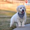 Image of Storm, a Golden Retriever puppy