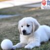 Image of Storm, a Golden Retriever puppy