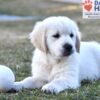 Image of Storm, a Golden Retriever puppy