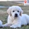 Image of Storm, a Golden Retriever puppy