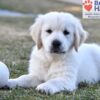 Image of Storm, a Golden Retriever puppy