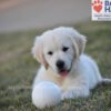 Image of Storm, a Golden Retriever puppy