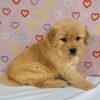 Image of Tammy, a Golden Retriever puppy