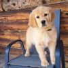 Image of Tammy, a Golden Retriever puppy