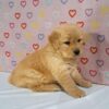 Image of Tammy, a Golden Retriever puppy