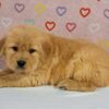 Image of Tammy, a Golden Retriever puppy
