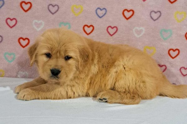 Image of Tammy, a Golden Retriever puppy