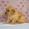 Image of Tammy, a Golden Retriever puppy