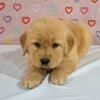 Image of Tammy, a Golden Retriever puppy