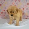 Image of Tammy, a Golden Retriever puppy