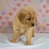 Image of Tammy, a Golden Retriever puppy
