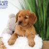 Image of Tank, a Golden Retriever puppy
