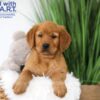 Image of Tank, a Golden Retriever puppy