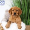 Image of Tank, a Golden Retriever puppy