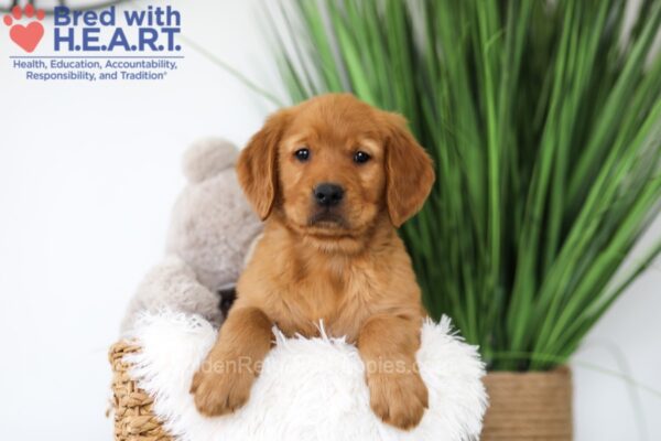 Image of Tank, a Golden Retriever puppy