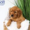 Image of Tank, a Golden Retriever puppy