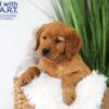 Image of Tank, a Golden Retriever puppy