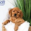 Image of Tank, a Golden Retriever puppy