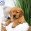 Image of Texas, a Golden Retriever puppy