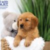 Image of Texas, a Golden Retriever puppy