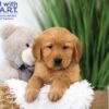 Image of Texas, a Golden Retriever puppy