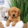 Image of Texas, a Golden Retriever puppy