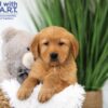 Image of Texas, a Golden Retriever puppy