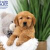 Image of Texas, a Golden Retriever puppy