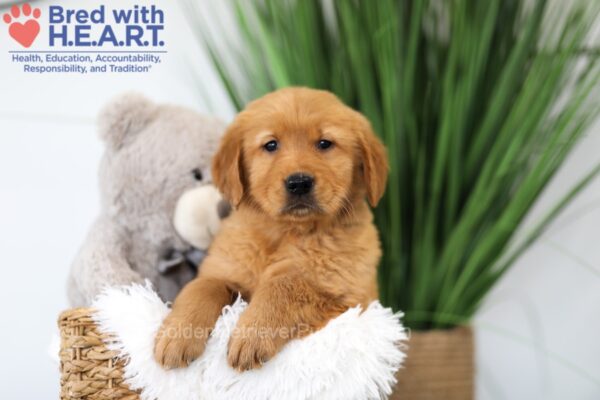Image of Texas, a Golden Retriever puppy