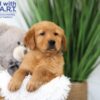 Image of Texas, a Golden Retriever puppy