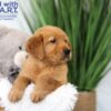 Image of Texas, a Golden Retriever puppy