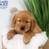 Image of Thunder, a Golden Retriever puppy