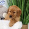 Image of Thunder, a Golden Retriever puppy