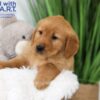 Image of Thunder, a Golden Retriever puppy