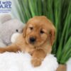 Image of Thunder, a Golden Retriever puppy