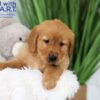 Image of Thunder, a Golden Retriever puppy