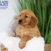 Image of Thunder, a Golden Retriever puppy