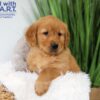 Image of Thunder, a Golden Retriever puppy
