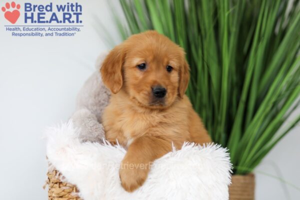 Image of Thunder, a Golden Retriever puppy