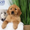Image of Thunder, a Golden Retriever puppy
