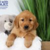 Image of Thunder, a Golden Retriever puppy