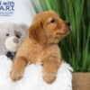 Image of Thunder, a Golden Retriever puppy