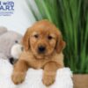 Image of Thunder, a Golden Retriever puppy