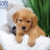 Image of Tiana, a Golden Retriever puppy