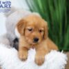 Image of Tiana, a Golden Retriever puppy