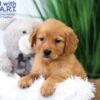 Image of Tiana, a Golden Retriever puppy