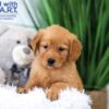 Image of Tiana, a Golden Retriever puppy