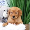 Image of Tiana, a Golden Retriever puppy